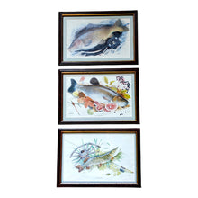 Vintage Set of Framed Freshwater Fish Prints