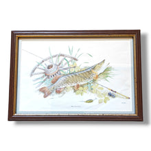 Vintage Set of Framed Freshwater Fish Prints